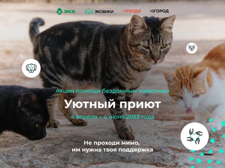 Приютам – уют: в Вологодской области стартовала акция помощи бездомным животным. Приютам – уют: в Вологодской области стартовала акция помощи бездомным животным.