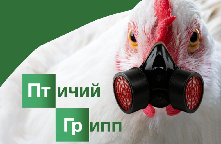 Недопущение заноса и распространение вируса высоко патогенного гриппа птиц в популяции домашних птиц. Недопущение заноса и распространение вируса высоко патогенного гриппа птиц в популяции домашних птиц.
