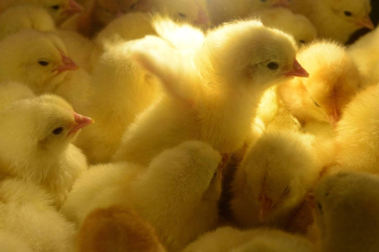 В регионе увеличился объем экспорта племенной птицеводческой продукции. В регионе увеличился объем экспорта племенной птицеводческой продукции.