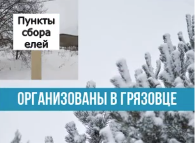 В Грязовце организованы пункты сбора ёлок. В Грязовце организованы пункты сбора ёлок.