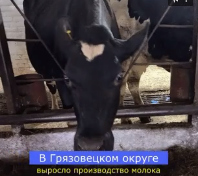 Производство молока в Грязовецком округе выросло на 4,5%. Производство молока в Грязовецком округе выросло на 4,5%.
